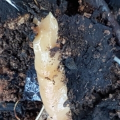 Australoplana alba (A flatworm) at Palerang, NSW - 24 Apr 2021 by tpreston
