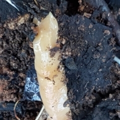 Australoplana alba (A flatworm) at Palerang, NSW - 24 Apr 2021 by trevorpreston