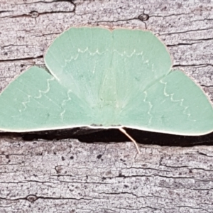 Prasinocyma semicrocea at QPRC LGA - 24 Apr 2021