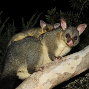 Trichosurus vulpecula at Kambah, ACT - 23 Apr 2021 09:54 PM