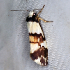 Philenora irregularis (Lithosiini) at Wyanbene, NSW - 16 Apr 2021 by ibaird