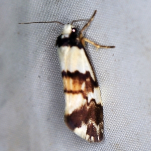 Philenora irregularis at Wyanbene, NSW - 16 Apr 2021 08:30 PM