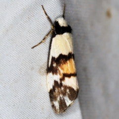 Philenora irregularis at Wyanbene, NSW - 16 Apr 2021 08:30 PM