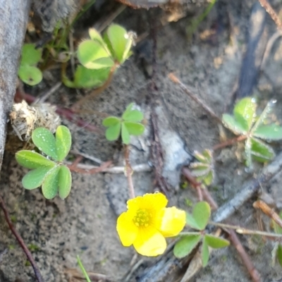 Oxalis sp. (Wood Sorrel) at Mount Painter - 22 Apr 2021 by drakes