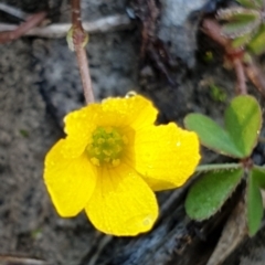 Oxalis sp. at Holt, ACT - 23 Apr 2021