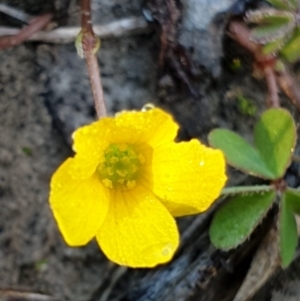 Oxalis sp. at Holt, ACT - 23 Apr 2021 09:14 AM