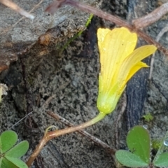 Oxalis sp. at Holt, ACT - 23 Apr 2021