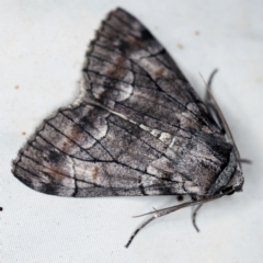 Stibaroma undescribed species (A Line-moth) at Wyanbene, NSW - 16 Apr 2021 by ibaird