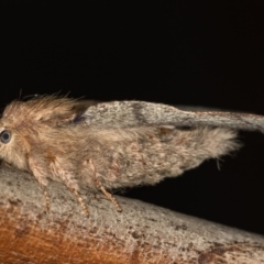 Lepidoptera unclassified ADULT moth (Unidentified - Moth) at Melba, ACT - 14 Jan 2021 by Bron