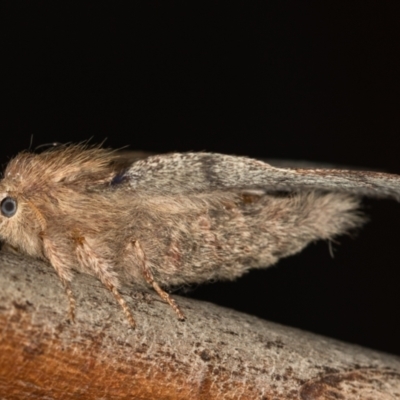 Lepidoptera unclassified ADULT moth (Unidentified - Moth) at Melba, ACT - 13 Jan 2021 by Bron