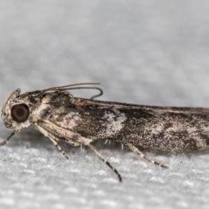 Phycitinae (subfamily) at Melba, ACT - 14 Jan 2021