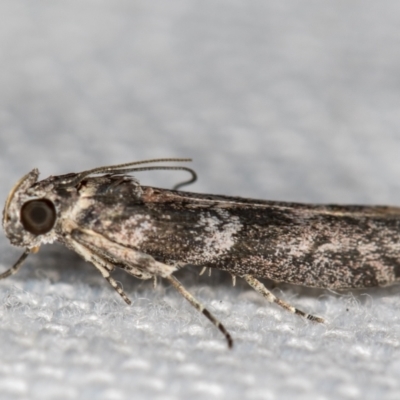 Phycitinae (subfamily) (A snout moth) at Melba, ACT - 13 Jan 2021 by Bron