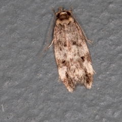 Barea (genus) (A concealer moth) at Melba, ACT - 13 Jan 2021 by Bron