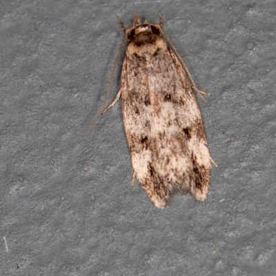 Barea (genus) (A concealer moth) at Melba, ACT - 13 Jan 2021 by Bron