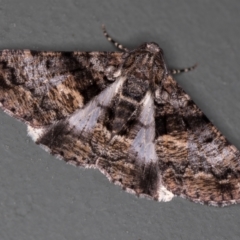Gastrinodes argoplaca (Cryptic Bark Moth) at Melba, ACT - 13 Jan 2021 by Bron