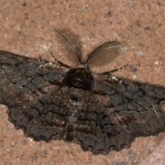 Pholodes sinistraria (Sinister or Frilled Bark Moth) at Melba, ACT - 13 Jan 2021 by Bron