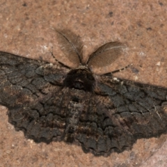 Pholodes sinistraria (Sinister or Frilled Bark Moth) at Melba, ACT - 14 Jan 2021 by Bron