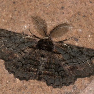 Pholodes sinistraria at Melba, ACT - 14 Jan 2021 02:23 AM