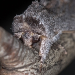 Destolmia lineata (Streaked Notodontid Moth) at Melba, ACT - 13 Jan 2021 by Bron