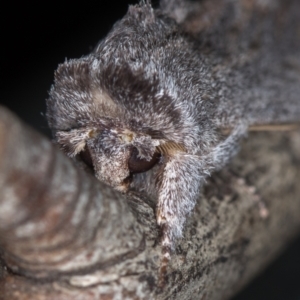 Destolmia lineata at Melba, ACT - 14 Jan 2021 02:29 AM