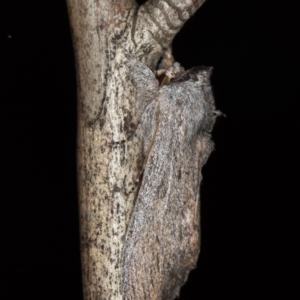 Destolmia lineata at Melba, ACT - 14 Jan 2021 02:29 AM