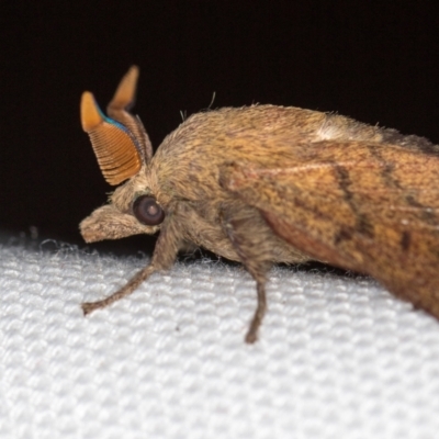 Entometa decorata (A Lasiocampid moth) at Melba, ACT - 14 Jan 2021 by Bron