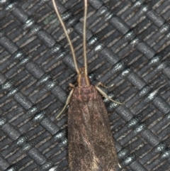 Lecithocera terrigena at Melba, ACT - 14 Jan 2021