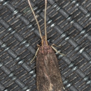 Lecithocera terrigena at Melba, ACT - 14 Jan 2021