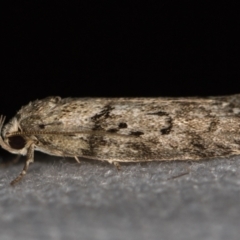 Philobota philostaura (A Concealer moth (Philobota group)) at Melba, ACT - 14 Jan 2021 by Bron