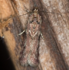 Ephestiopsis oenobarella (a Phycitine moth) at Melba, ACT - 14 Jan 2021 by Bron