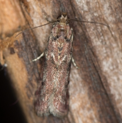 Ephestiopsis oenobarella (a Phycitine moth) at Melba, ACT - 13 Jan 2021 by Bron