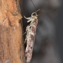 Ephestiopsis oenobarella at Melba, ACT - 14 Jan 2021