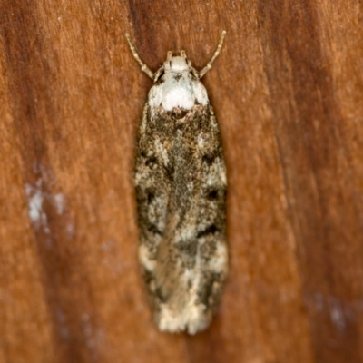 Endrosis sarcitrella (White-shouldered House Moth) at Melba, ACT - 13 Jan 2021 by Bron