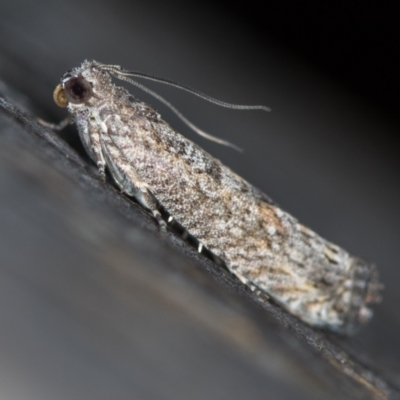 Holocola triangulana (A Tortricid Moth) at Melba, ACT - 13 Jan 2021 by Bron