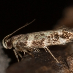 Macrobathra baliomitra (A Gelechioid moth) at Melba, ACT - 13 Jan 2021 by Bron