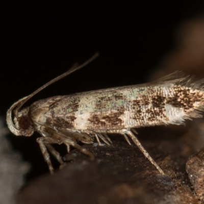 Macrobathra baliomitra (A Gelechioid moth) at Melba, ACT - 13 Jan 2021 by Bron
