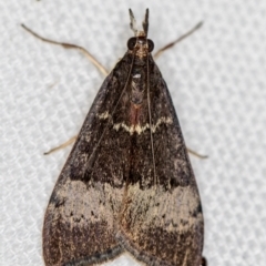 Uresiphita ornithopteralis (Tree Lucerne Moth) at Melba, ACT - 14 Jan 2021 by Bron