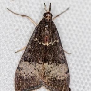 Uresiphita ornithopteralis at Melba, ACT - 14 Jan 2021