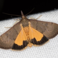 Uresiphita ornithopteralis (Tree Lucerne Moth) at Melba, ACT - 13 Jan 2021 by Bron