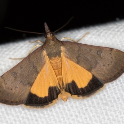 Uresiphita ornithopteralis (Tree Lucerne Moth) at Melba, ACT - 14 Jan 2021 by Bron