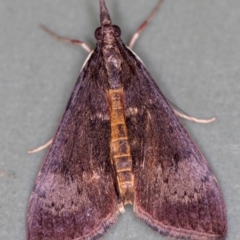 Uresiphita ornithopteralis (Tree Lucerne Moth) at Melba, ACT - 14 Jan 2021 by Bron