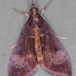 Uresiphita ornithopteralis at Melba, ACT - 14 Jan 2021