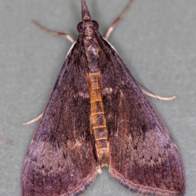 Uresiphita ornithopteralis (Tree Lucerne Moth) at Melba, ACT - 14 Jan 2021 by Bron