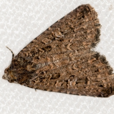 Condica aroana (Small Condica Moth) at Melba, ACT - 14 Jan 2021 by Bron