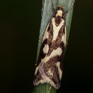 Epithymema incomposita at Belconnen, ACT - 21 Mar 2012 10:07 AM