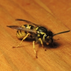 Vespula germanica (German Yellowjacket Wasp (also known as European Wasp)) at Conder, ACT - 24 Apr 2021 by MichaelBedingfield