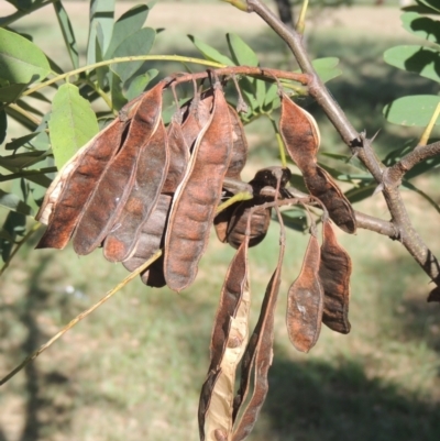 Robinia pseudoacacia (Black Locust) at Isabella Plains, ACT - 4 Mar 2021 by michaelb