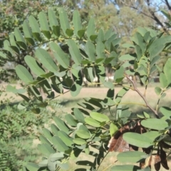 Robinia pseudoacacia at Isabella Plains, ACT - 4 Mar 2021