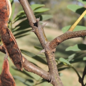 Robinia pseudoacacia at Isabella Plains, ACT - 4 Mar 2021