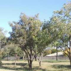 Robinia pseudoacacia at Isabella Plains, ACT - 4 Mar 2021